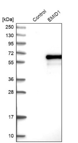 EMID1 Antibody, Novus Biologicals 25 &mu;L; Unlabeled:Antibodies, Polyclonal